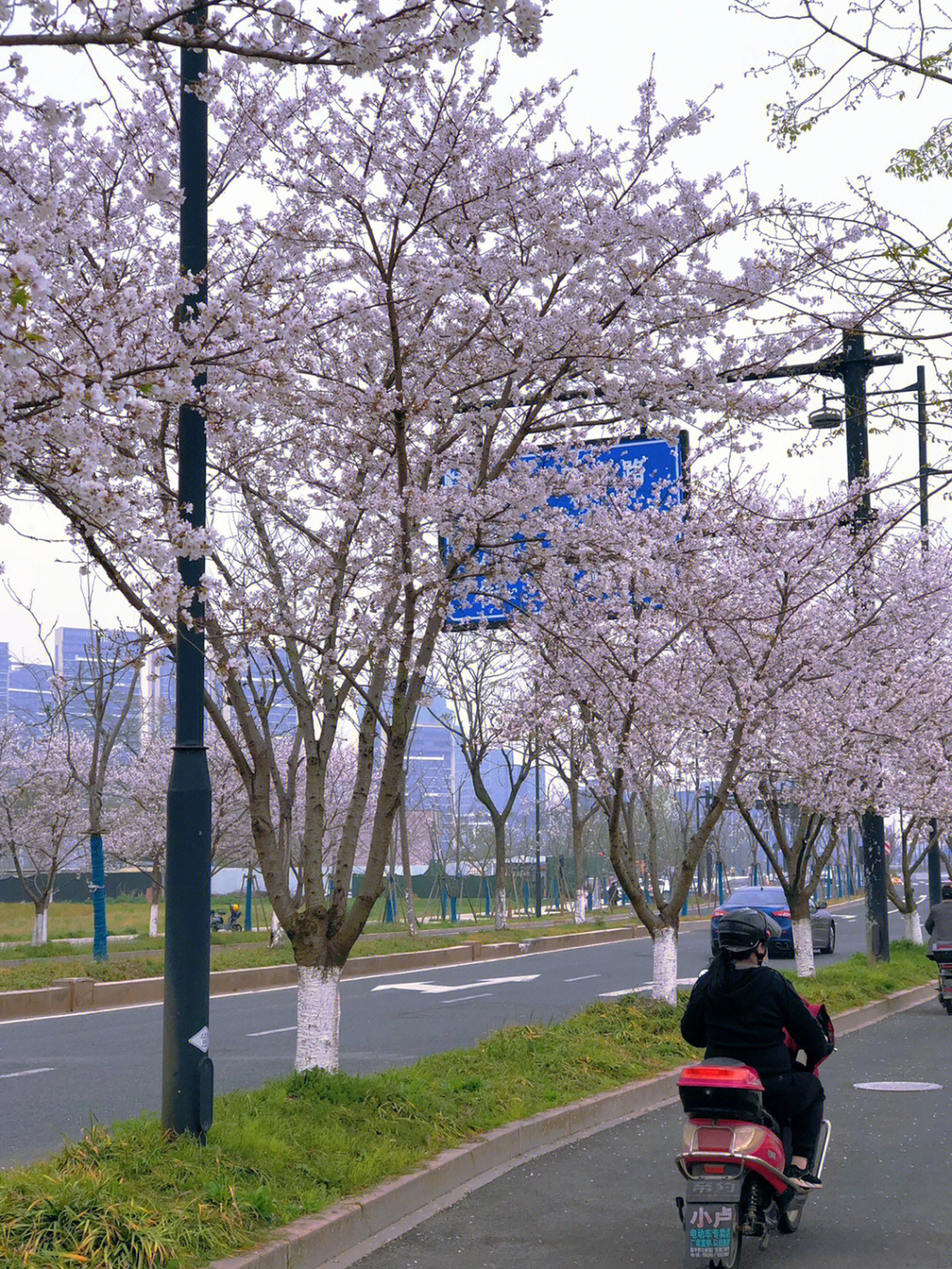 杭州临平樱花大道