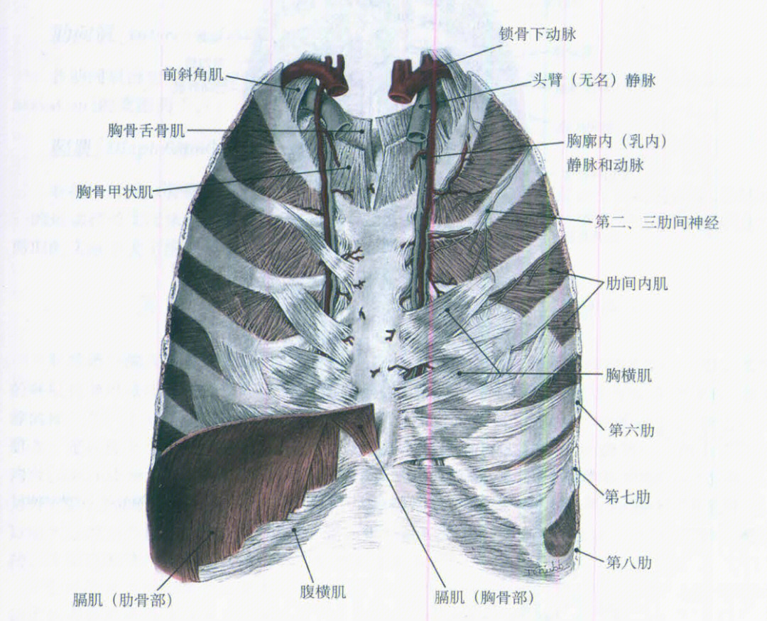 63肋间肌和膈肌2