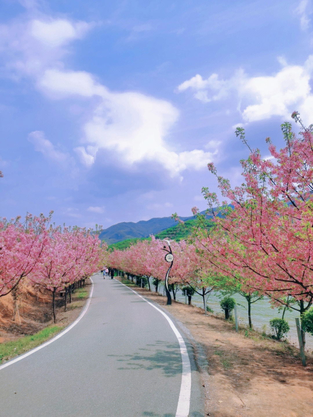 常宁百万樱花园简介图片