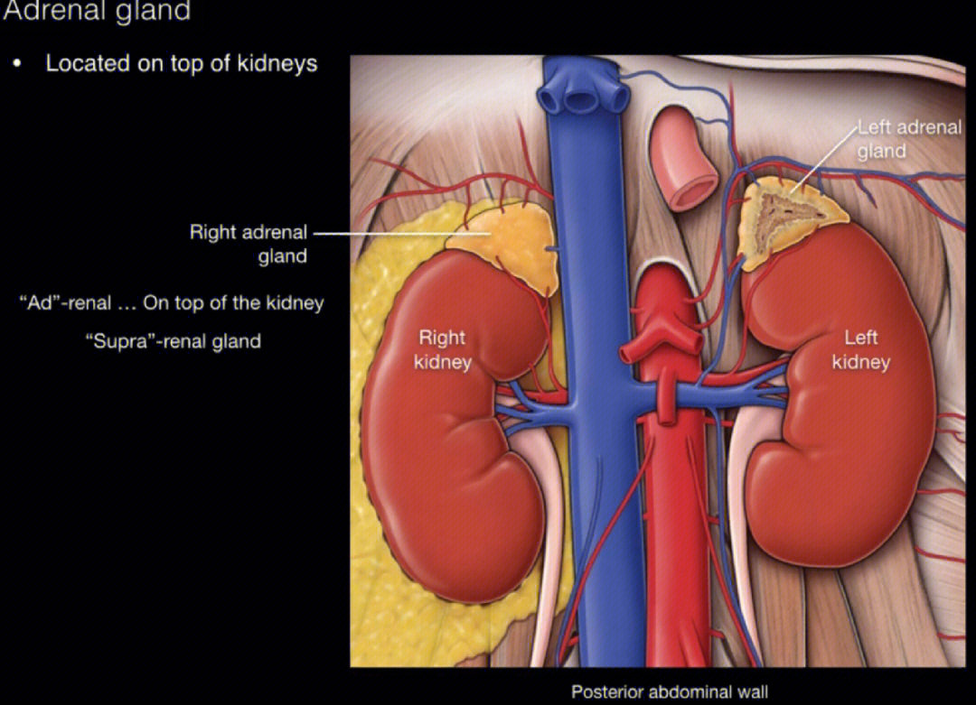 肾上腺解剖