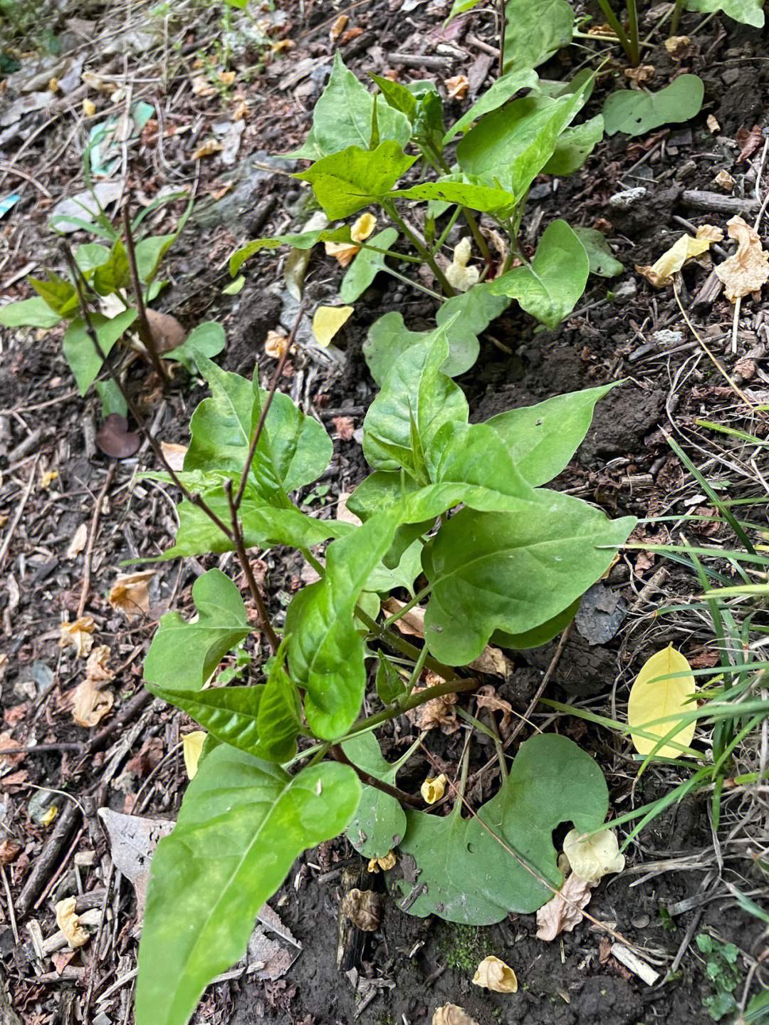 紫茉莉生长过程图片