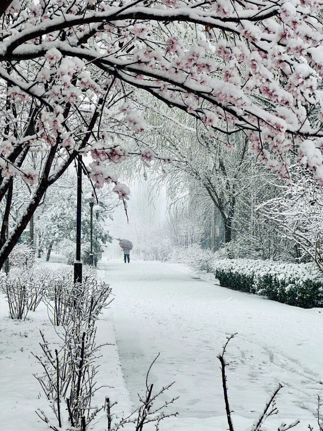 这场三月的雪下得太美了