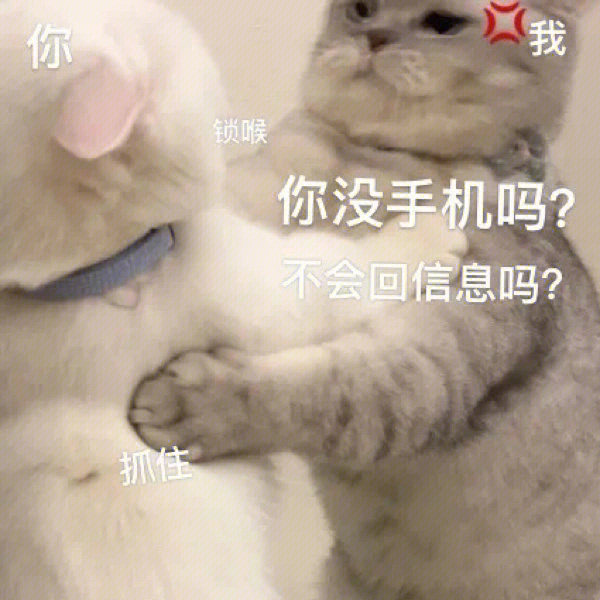 小猫咪表情包