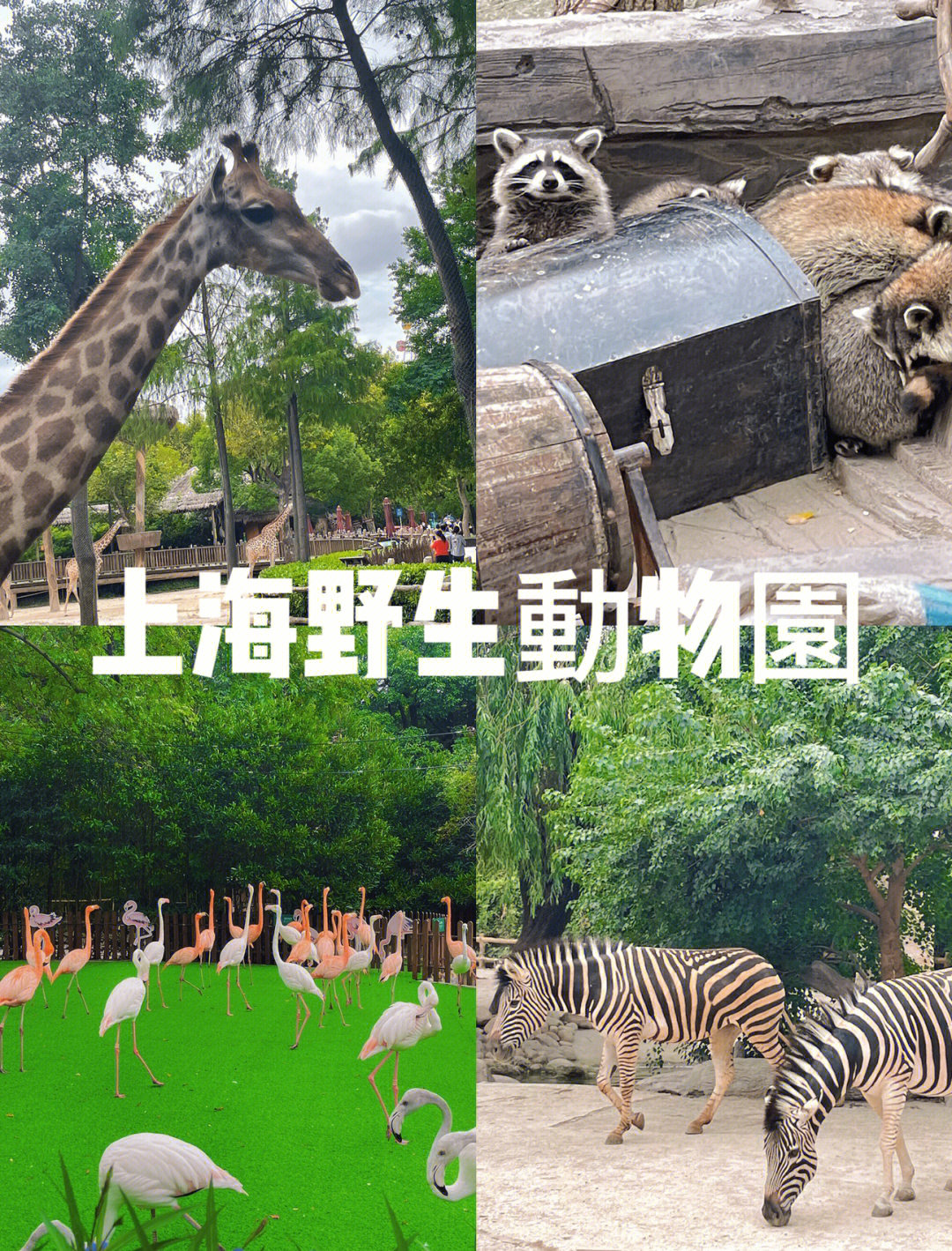 上海动物园内附全景图
