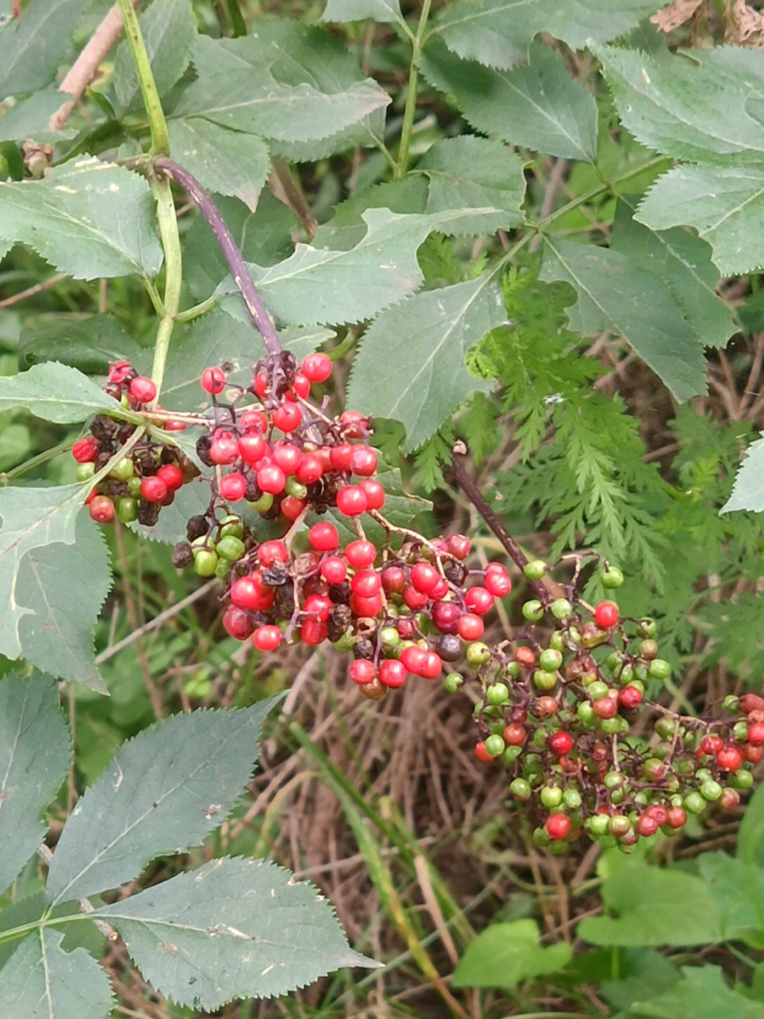 水蜡树果实图片图片