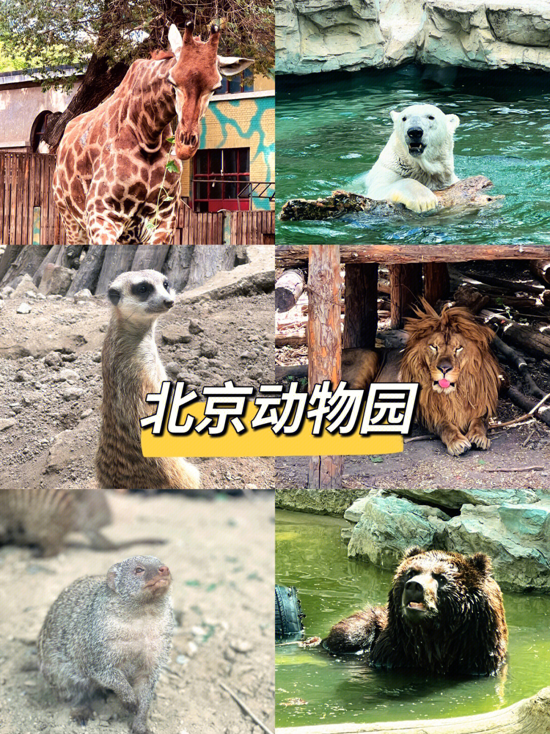 72疫情下的北京动物园