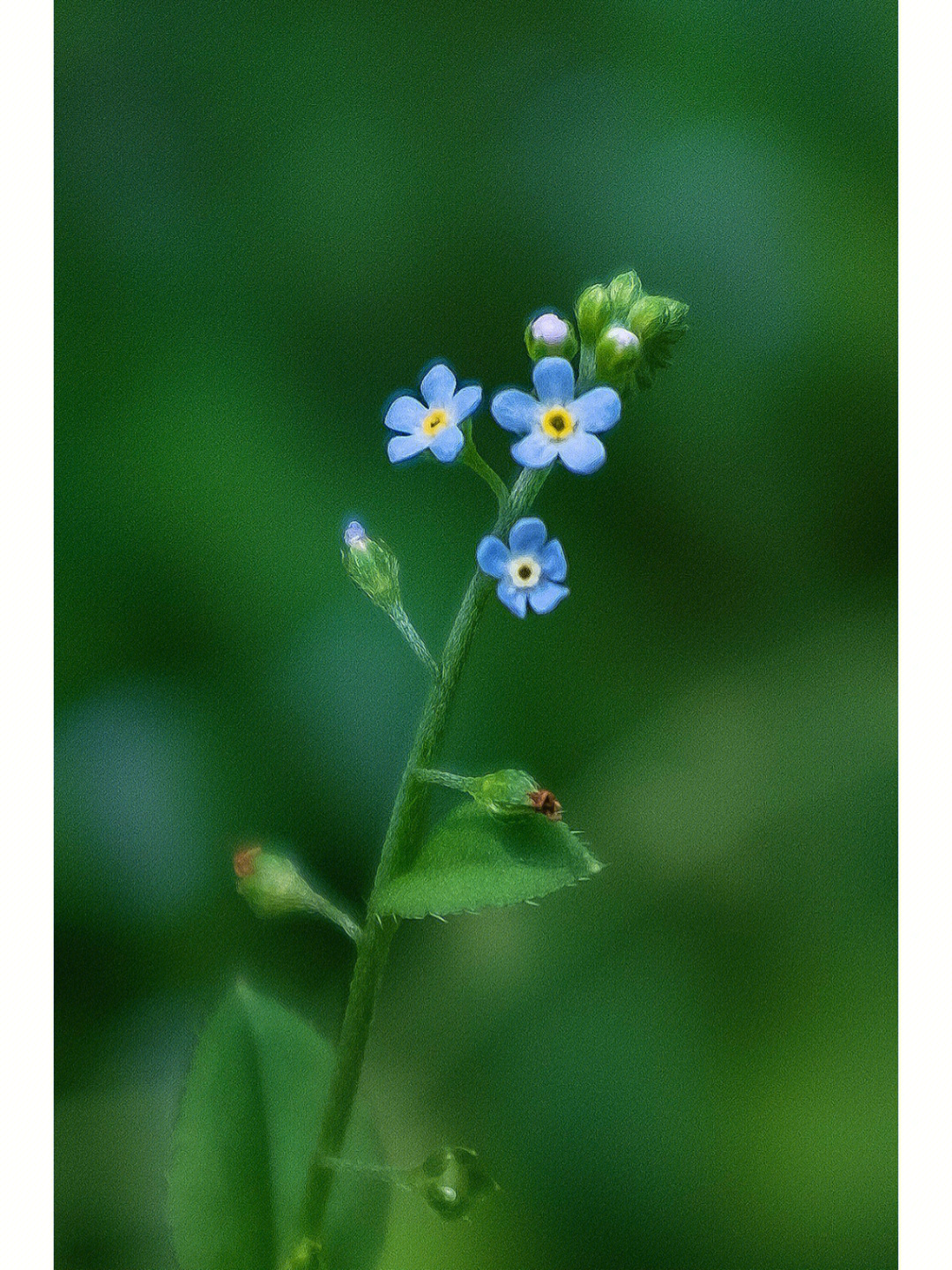 附地菜简笔画图片