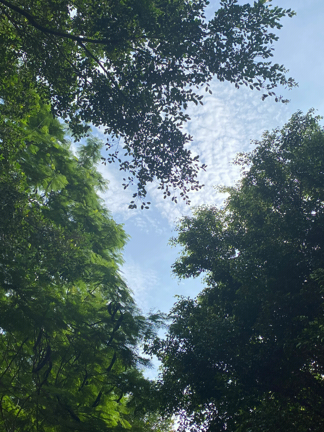 雨后天晴早晨图片