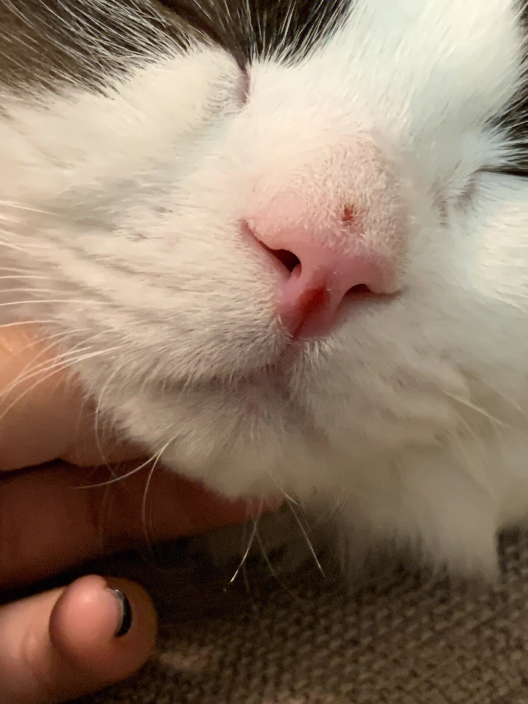 猫鼻中隔溃烂图片