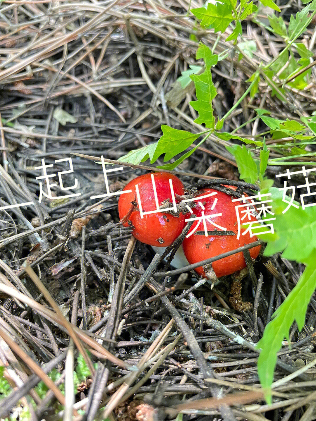 辽宁红蘑菇产地图片