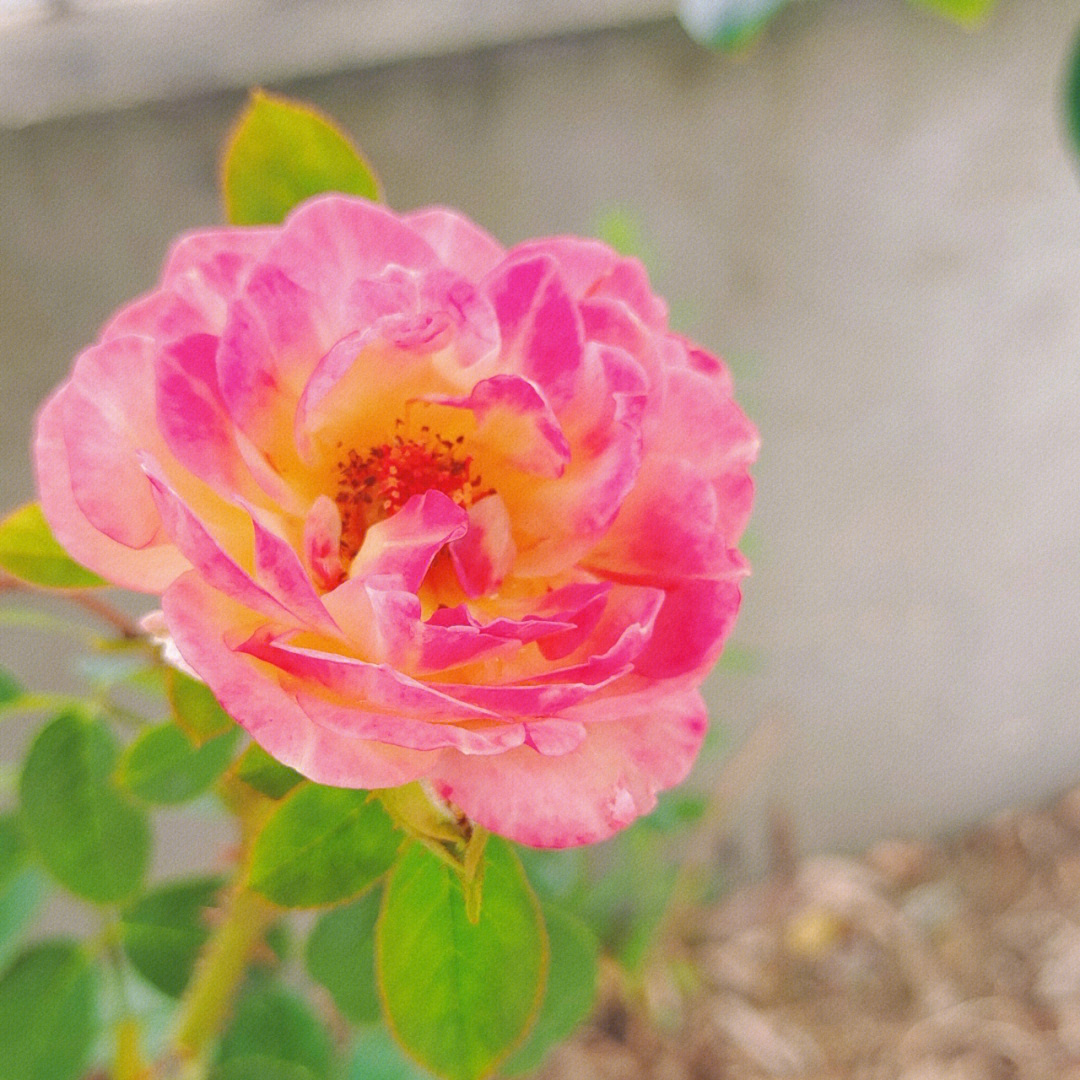 花谢花飞花满天,红图片