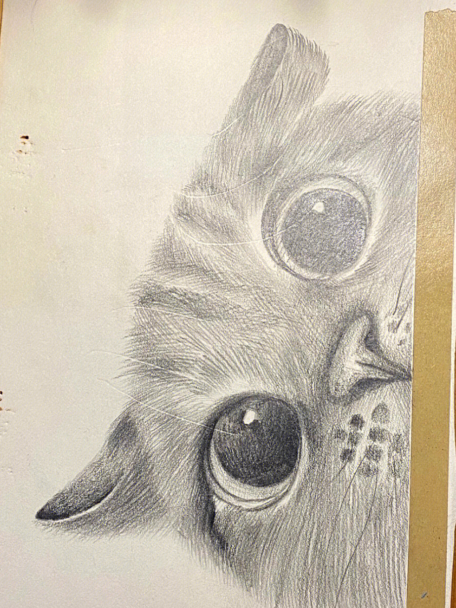 素描猫咪