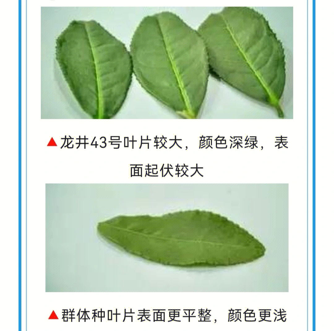 8215群体种是龙井茶最早的品种,茶叶品质最好的,狮峰的西湖龙井茶