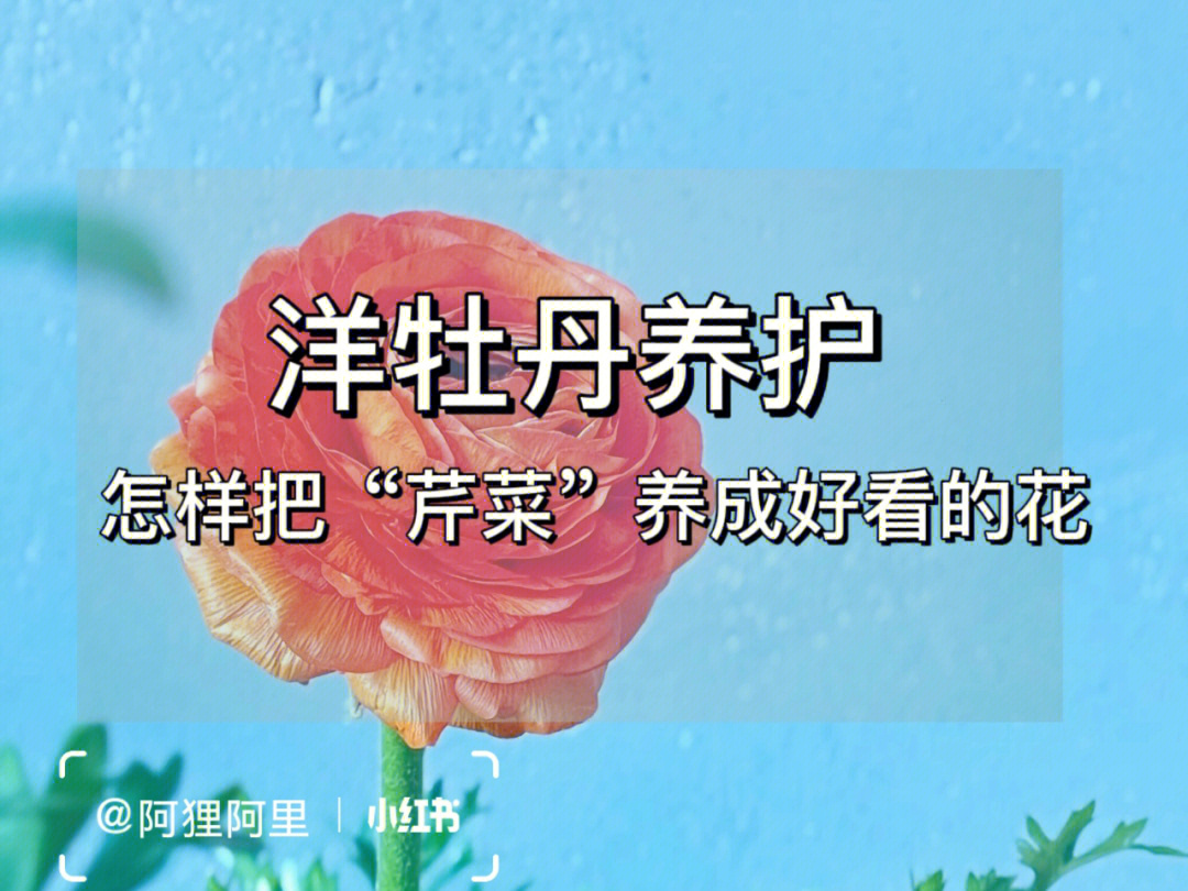 芹菜花的花语图片