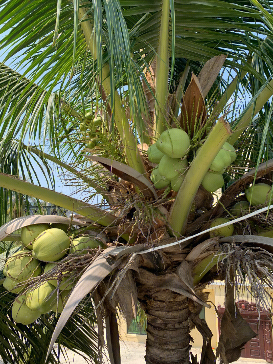 海南那么多椰子树会有人被椰子砸到头吗