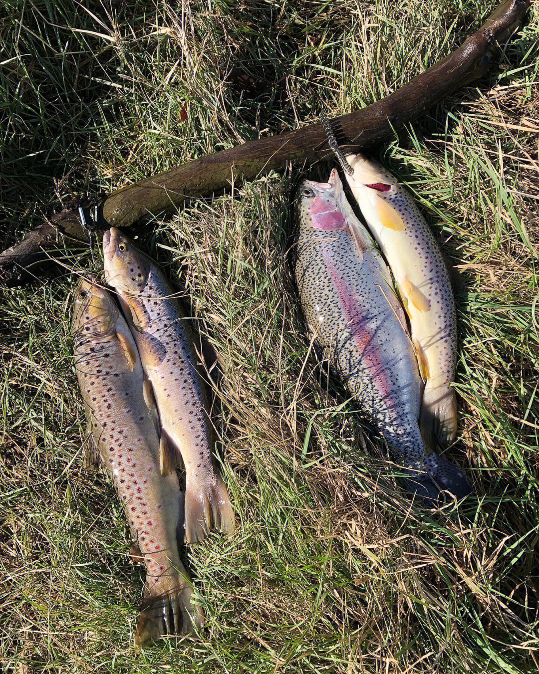 苔原鳟鱼图片