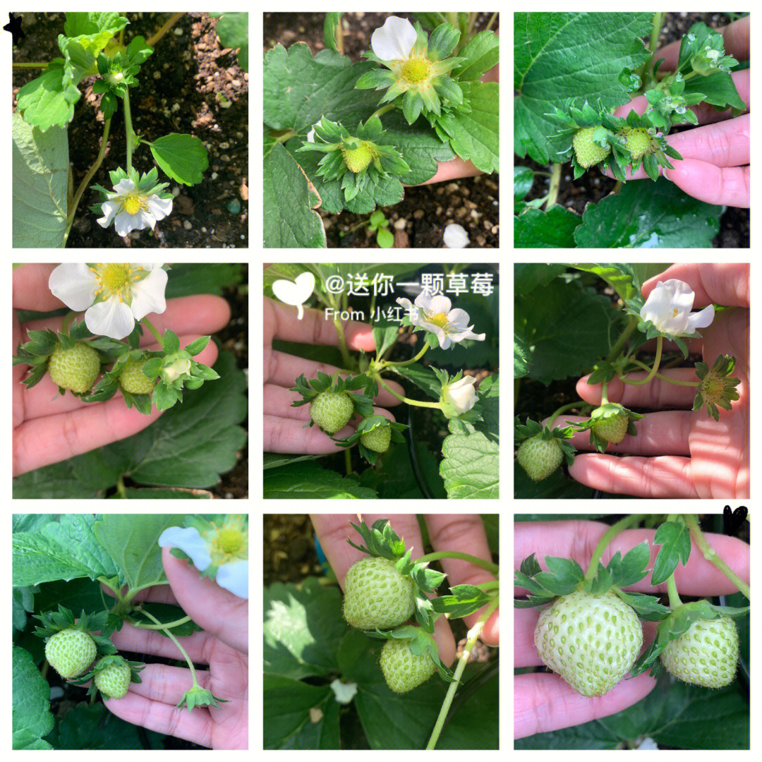 草莓结果过程图图片