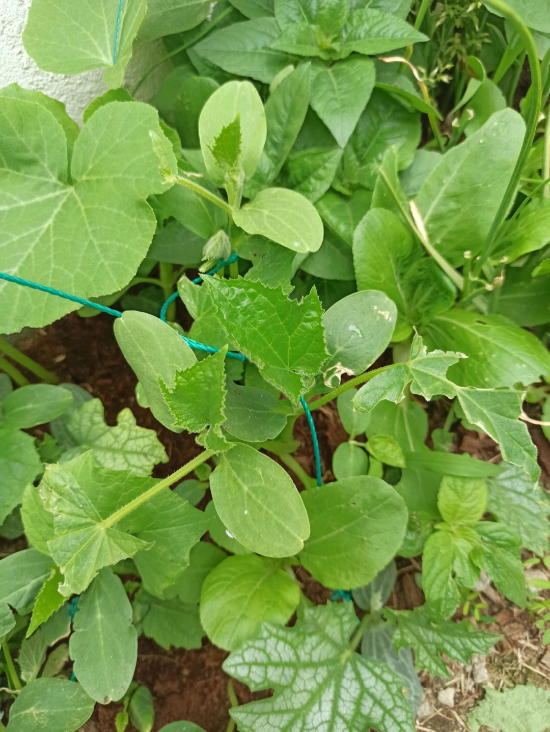 种下去就很能发芽,然后呼啦啦挤着冒叶子,现在有了黄瓜味,还得被狗啃