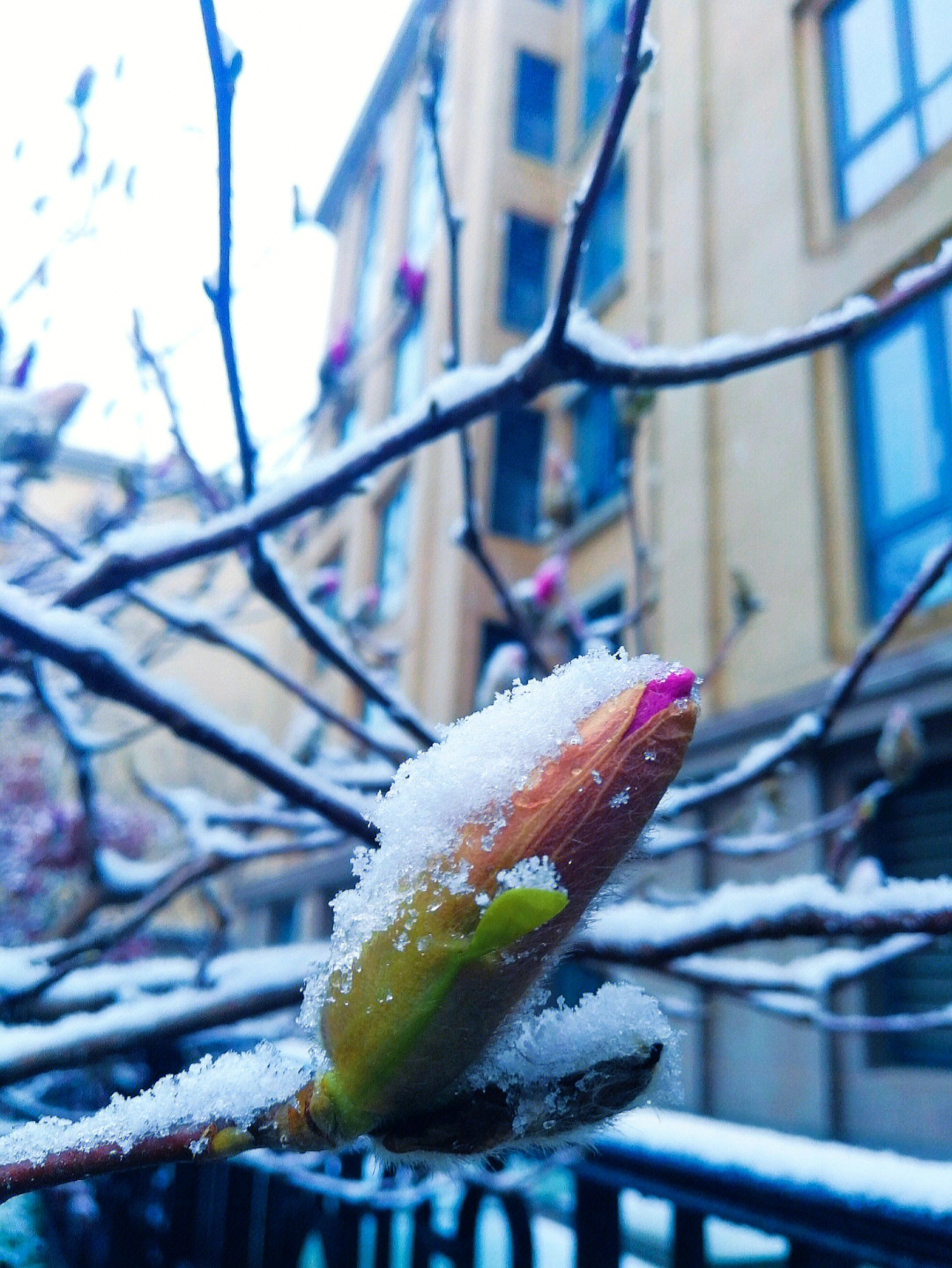 北京三月的雪