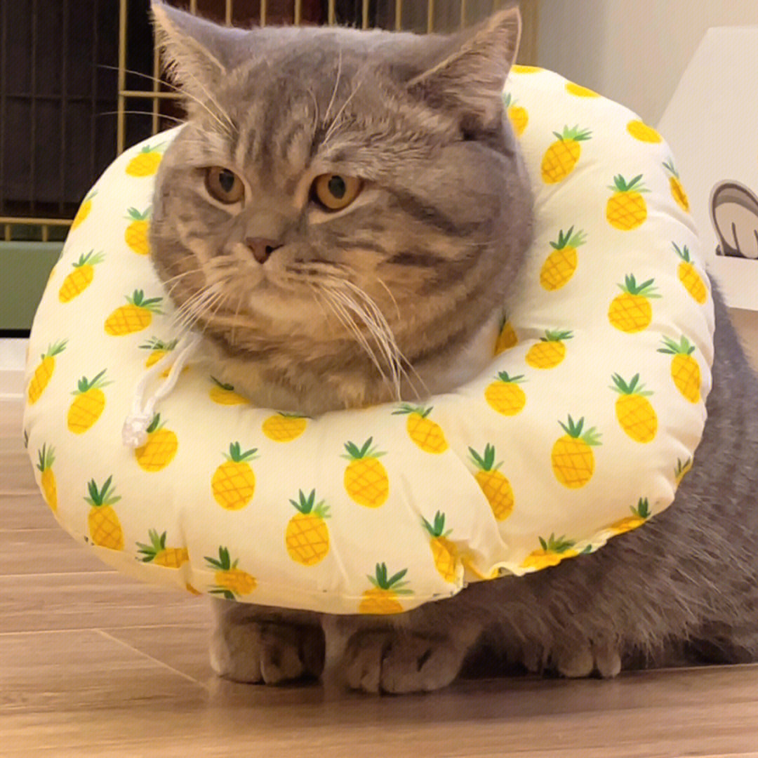 戴着菠萝圈的猫真可爱