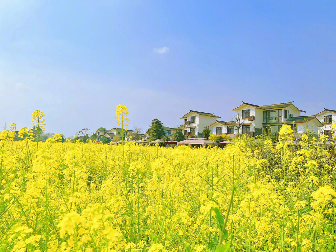 成都周边小婺源金色花海五星村