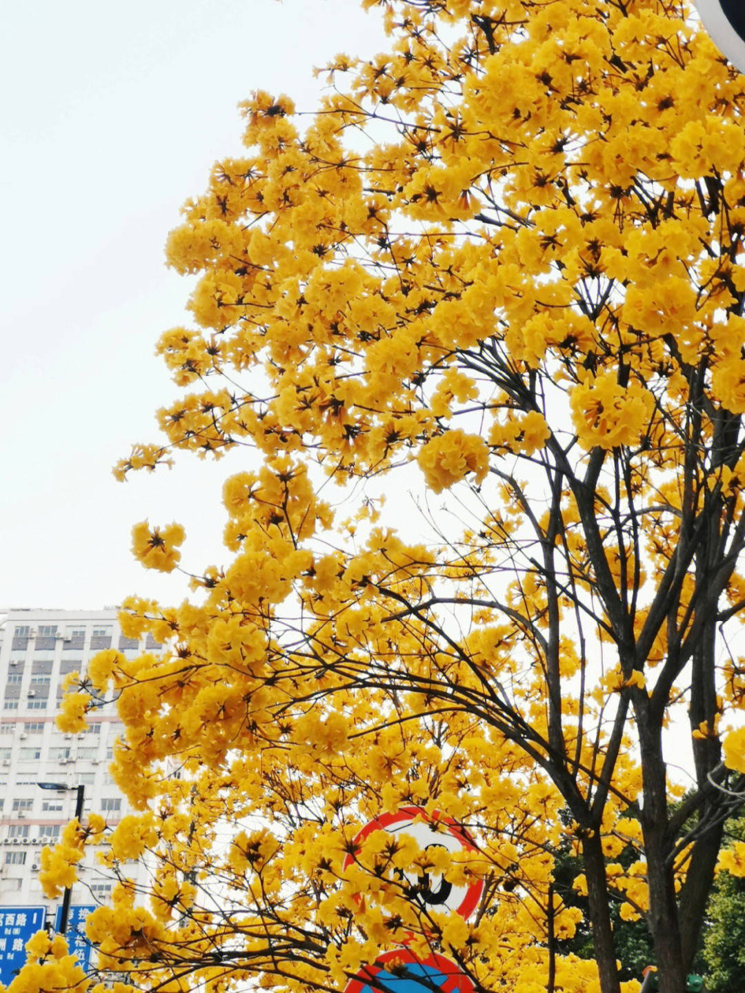 黄花风铃木古诗图片