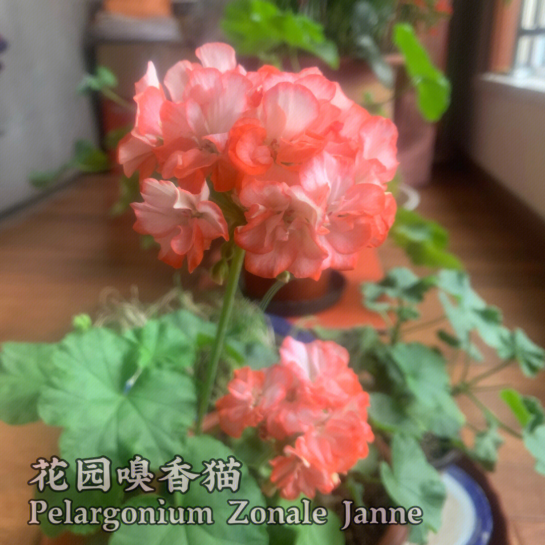 天竺葵红石榴图片