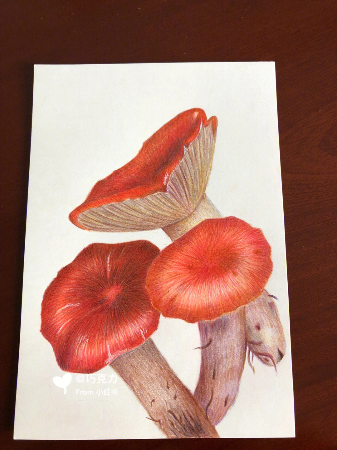 红平菇生长过程图片