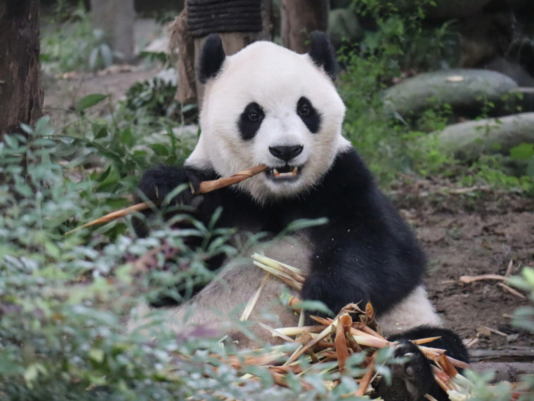 好像知道为什么大熊猫会是国宝了