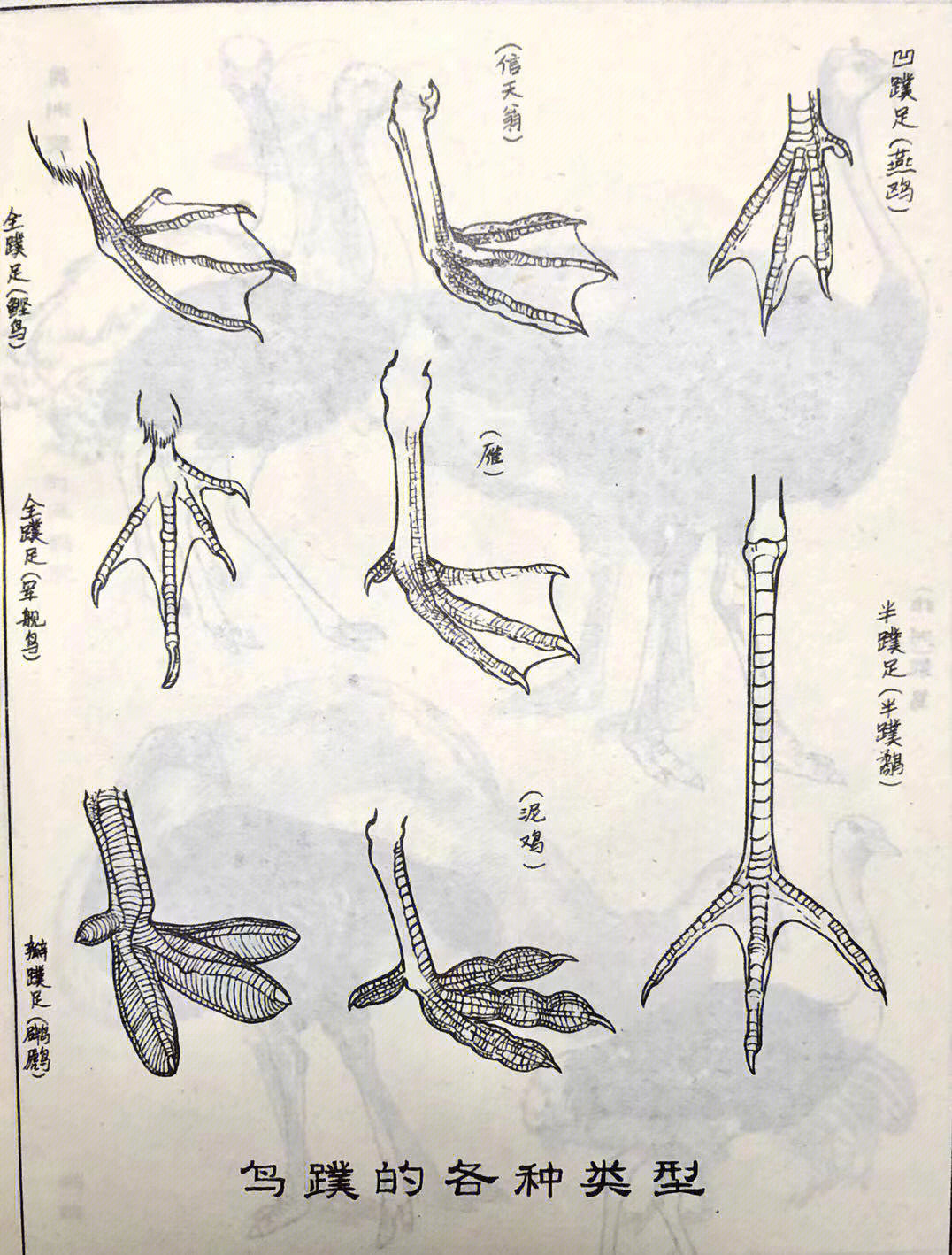 鸟爪分类图片