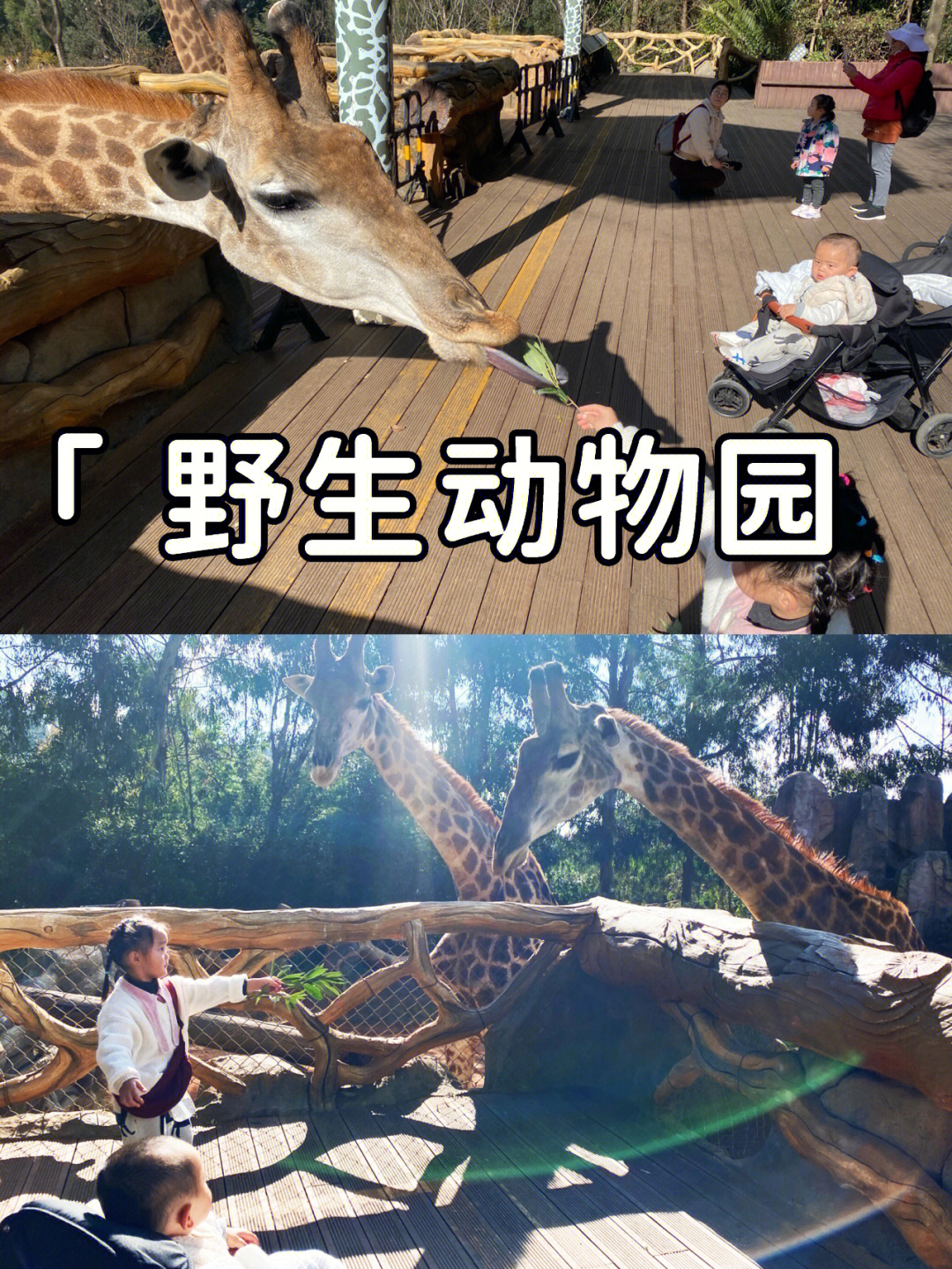 圆通山动物园导览图图片