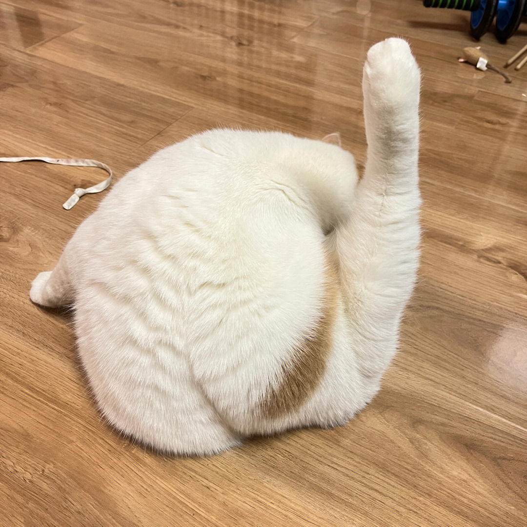 猫很像一个鸡腿的图图片
