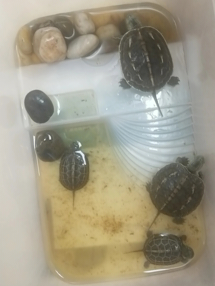 第一次养乌龟
