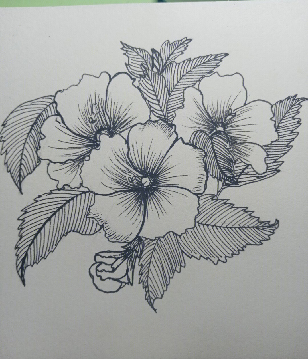 线描花卉41