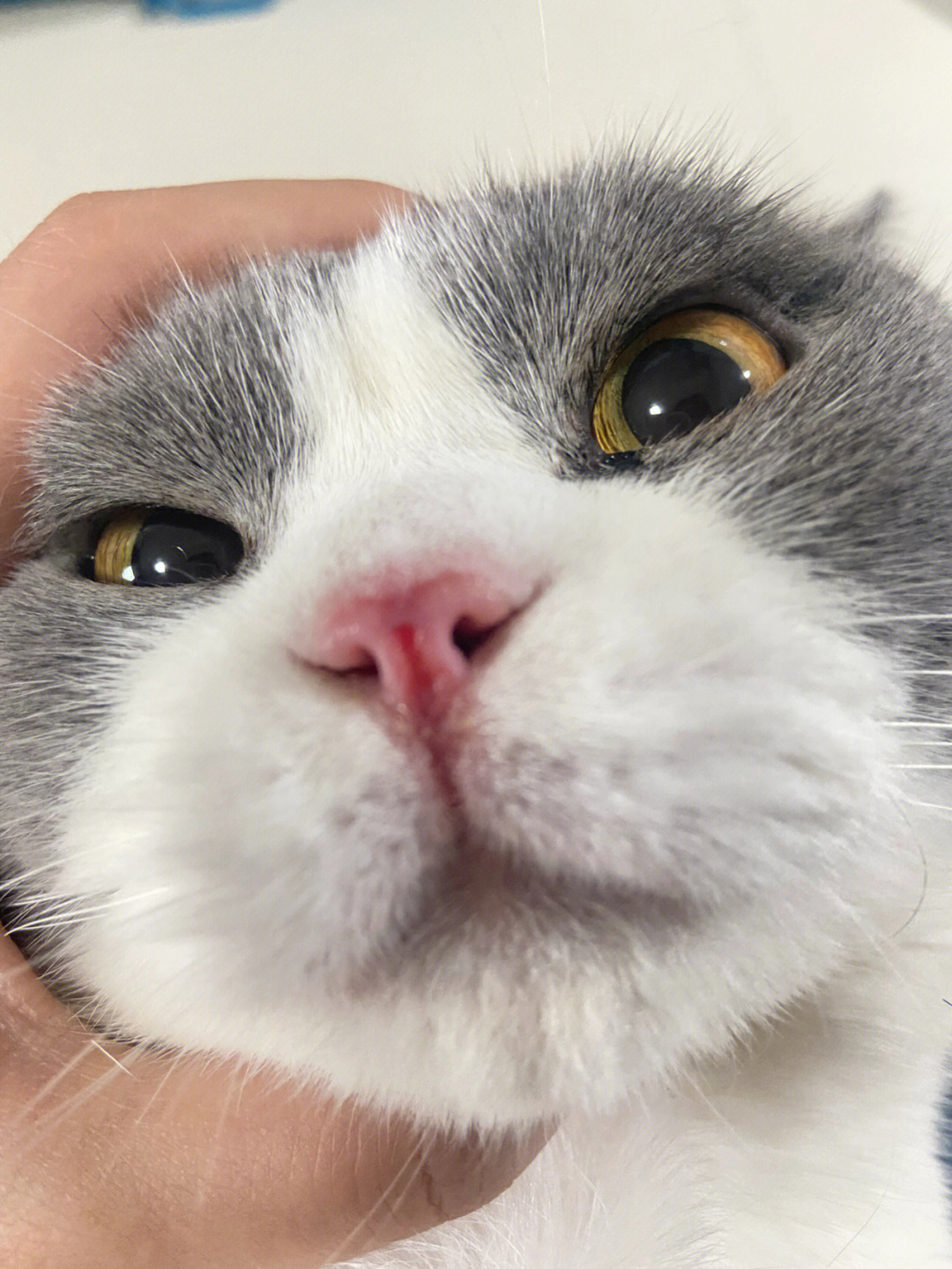 昨天发现猫咪鼻子坏了,那时候已经晚上了,今天带去宠物医院检查,做了