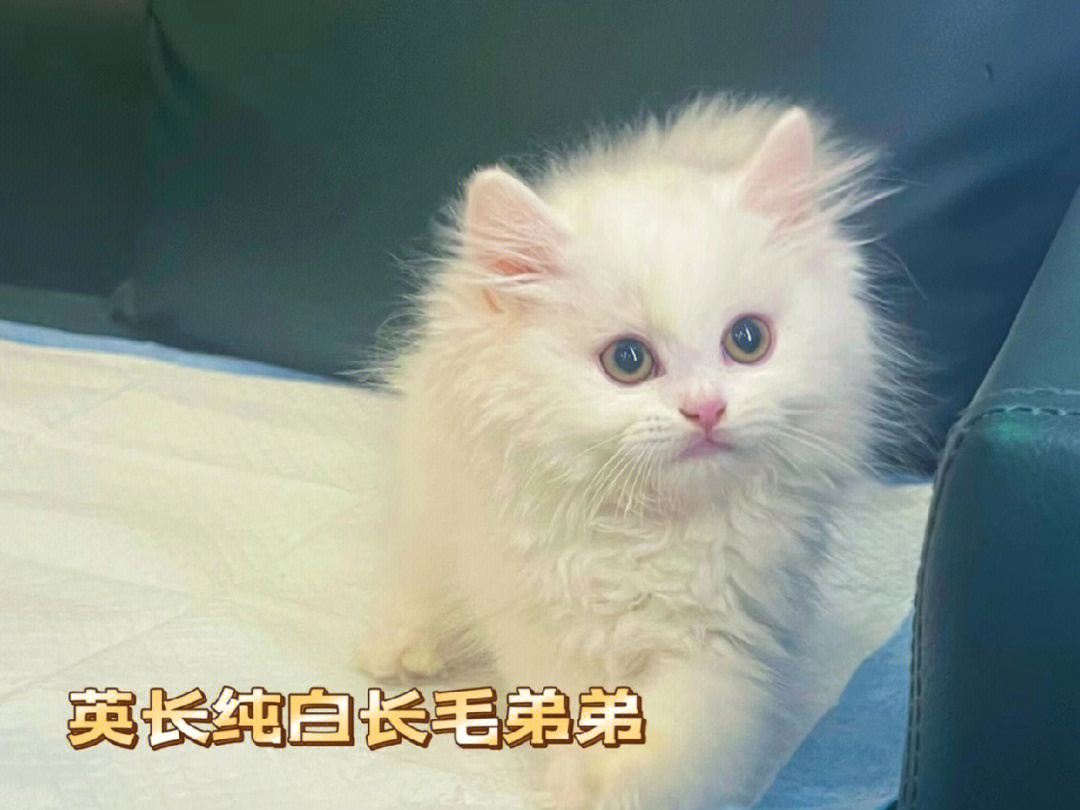 喜欢纯白猫猫的宝贝快来看看