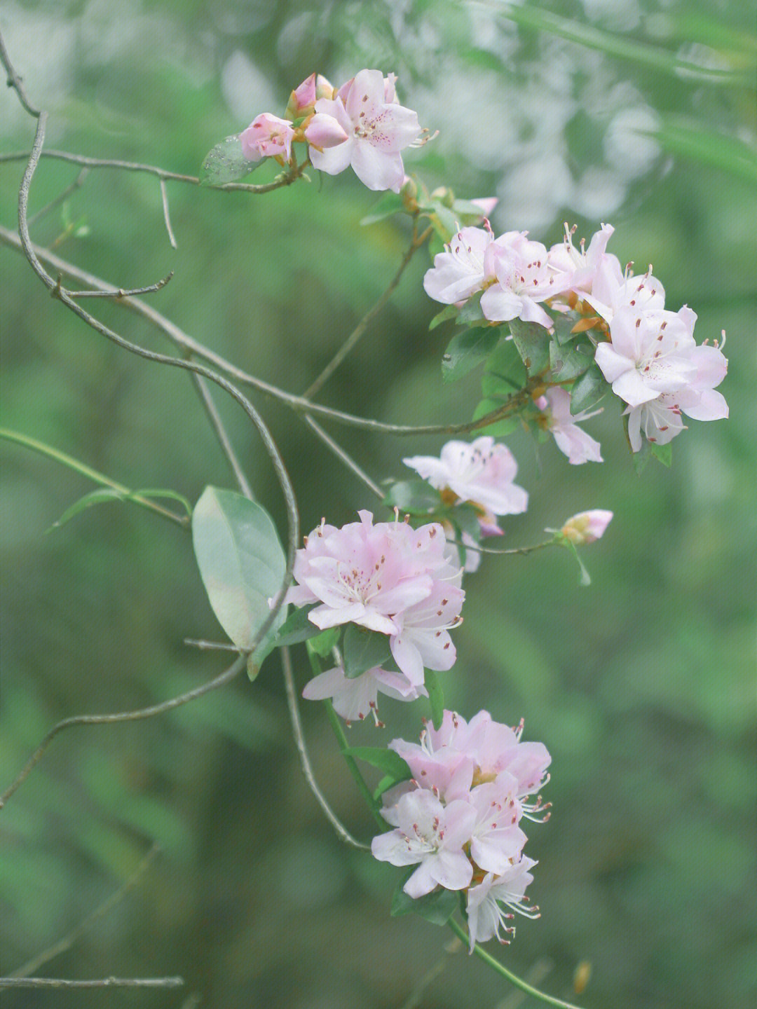 马银花