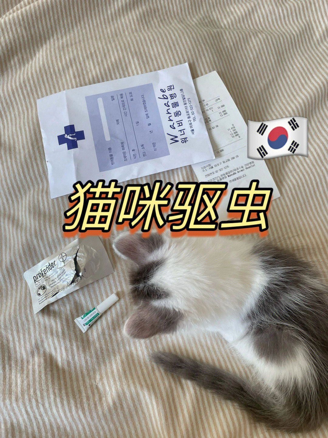 韩国养猫猫咪驱虫打疫苗前先驱虫