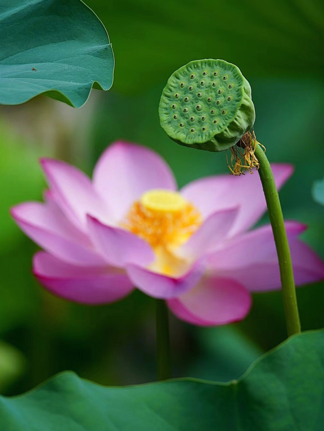 荷花莲子图片大全图片