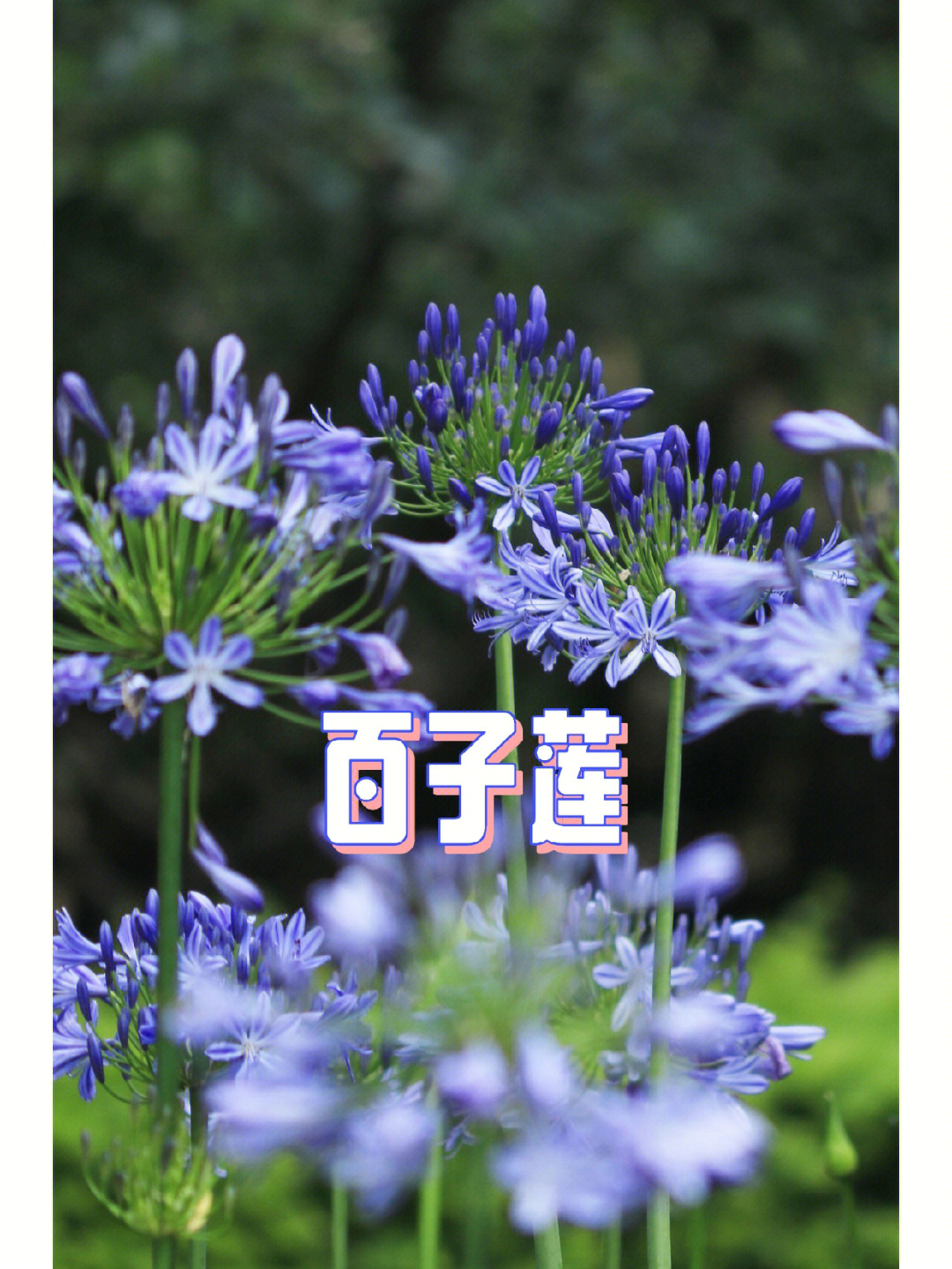 蓝色百子莲花语图片