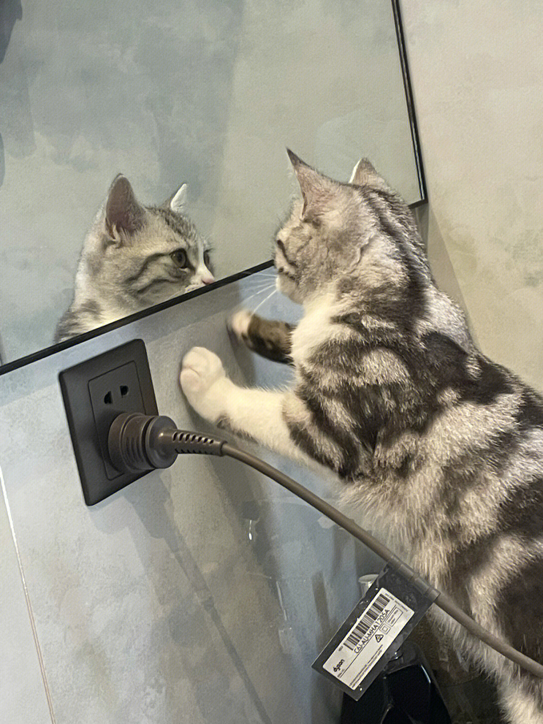 帅猫照镜子09
