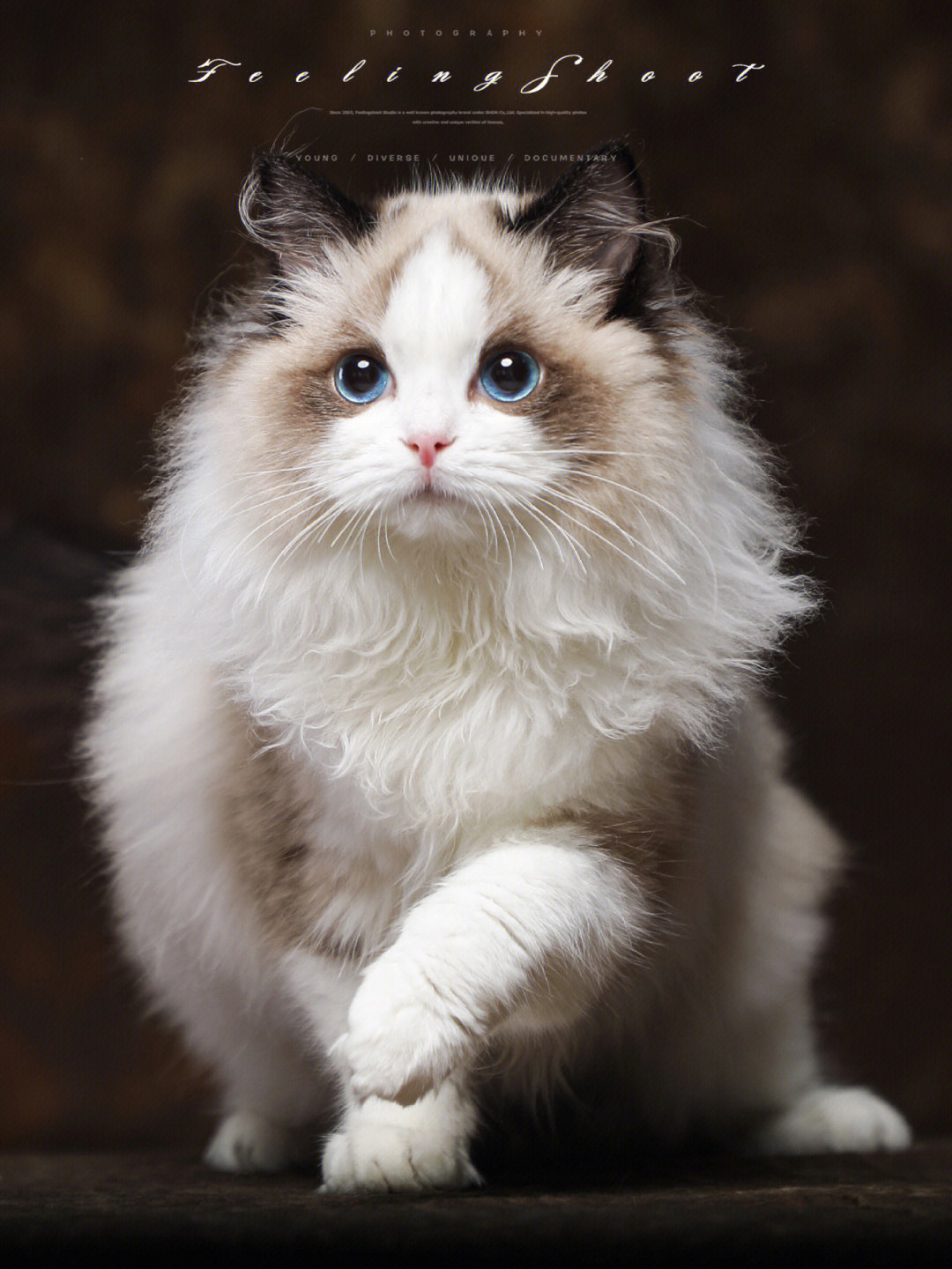 87万的布偶猫 最贵图片