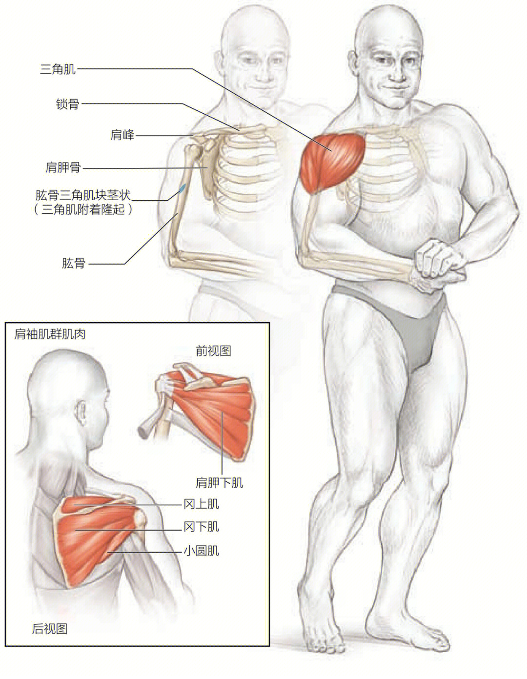 三角肌后束起止点图片