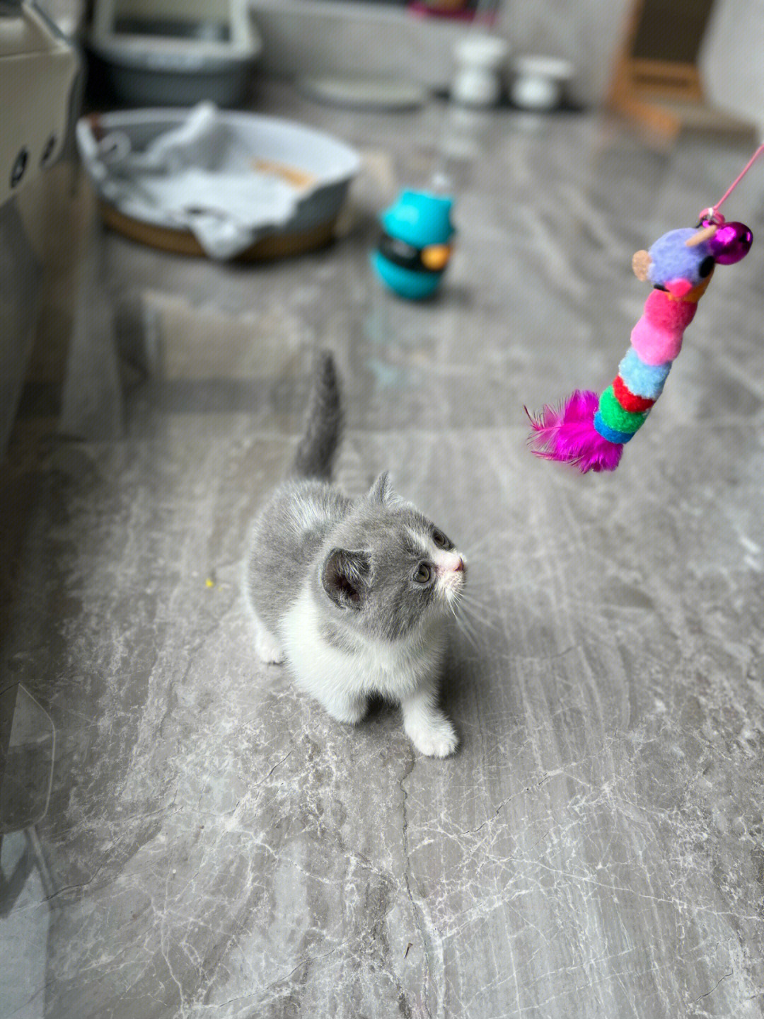 矮脚英短蓝白小奶猫