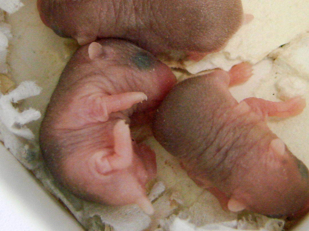 仓鼠生宝宝肚子图片