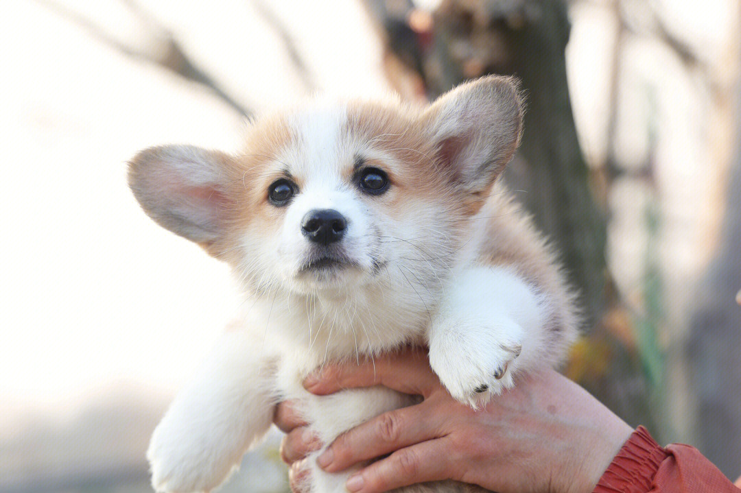 已售柯基幼犬更新