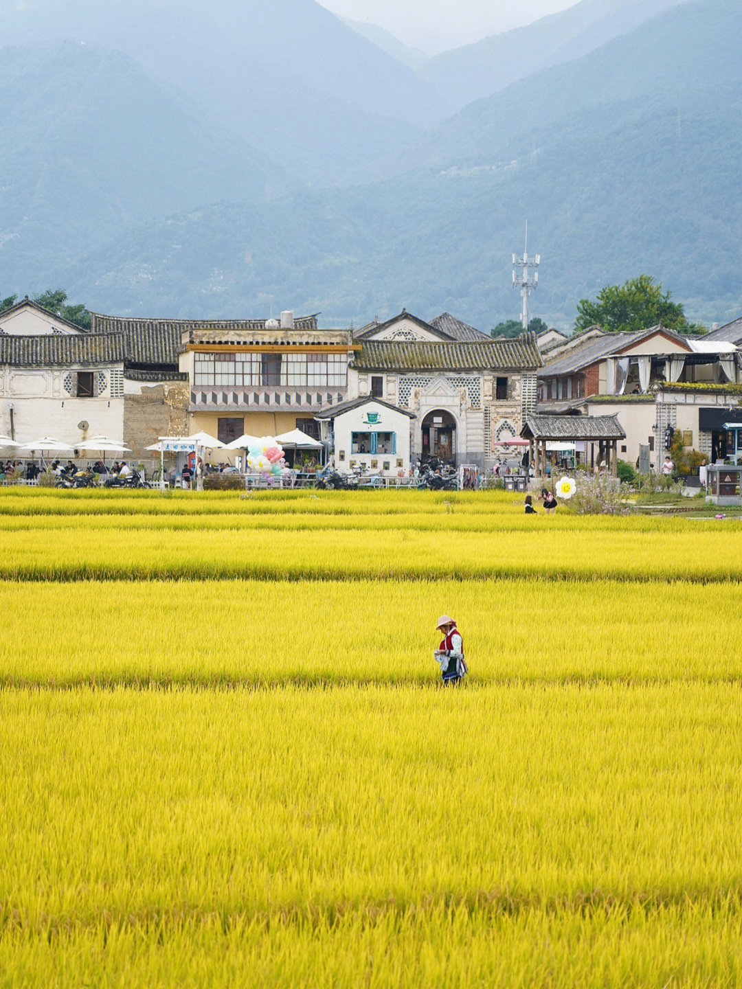 大理喜洲稻田