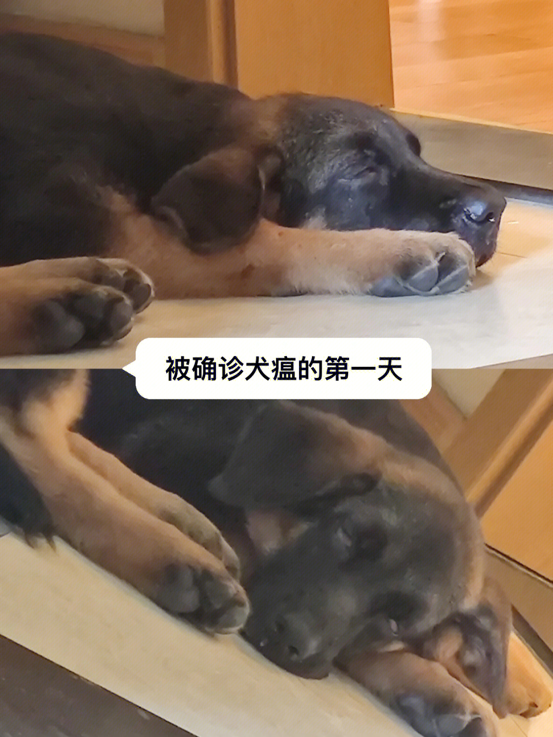 狗狗犬瘟晚期太痛苦了图片