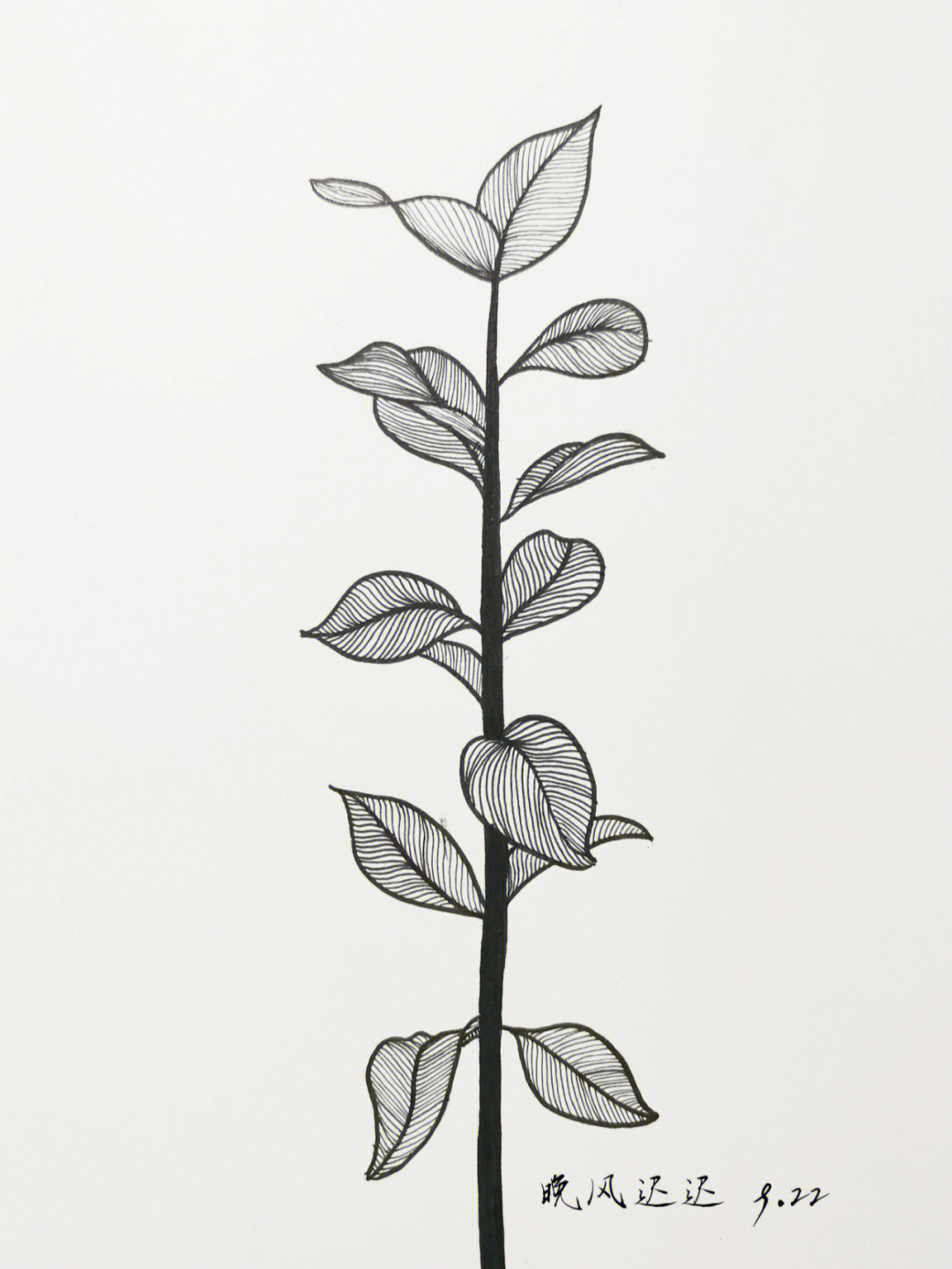黑白装饰画树叶简单图片