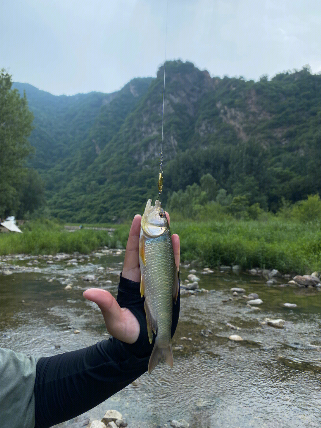 收杆鱼22cm马口一尾